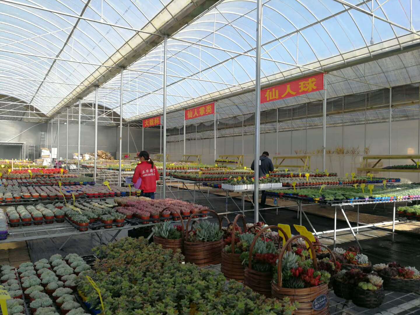 昆明正欣园艺门市部欢迎你 昆明市呈贡区斗南花市肖家营花卉批发市场
