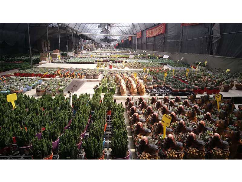 广州正欣园艺多肉植物批发网